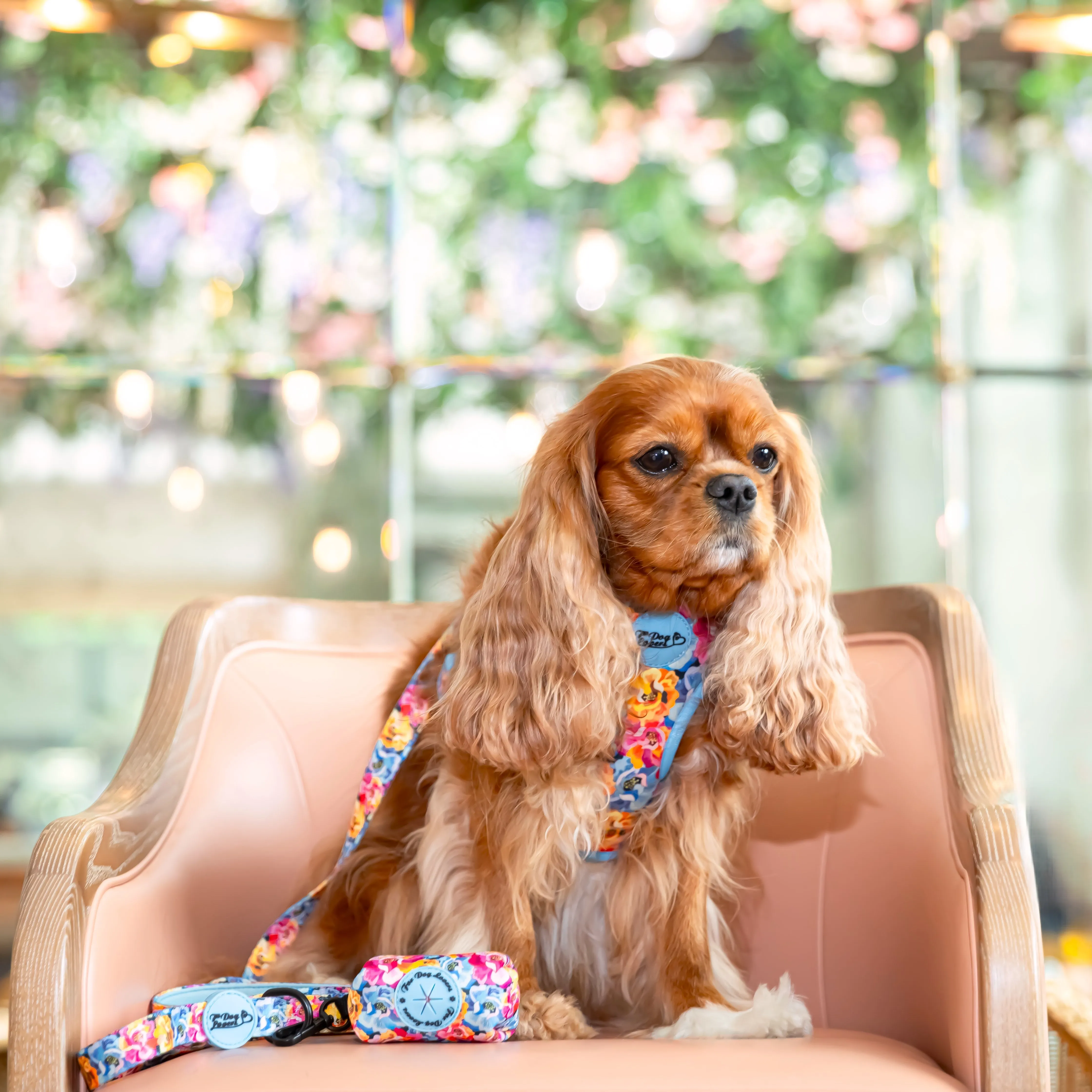 Adjustable Dog Harness Where Flowers Bloom