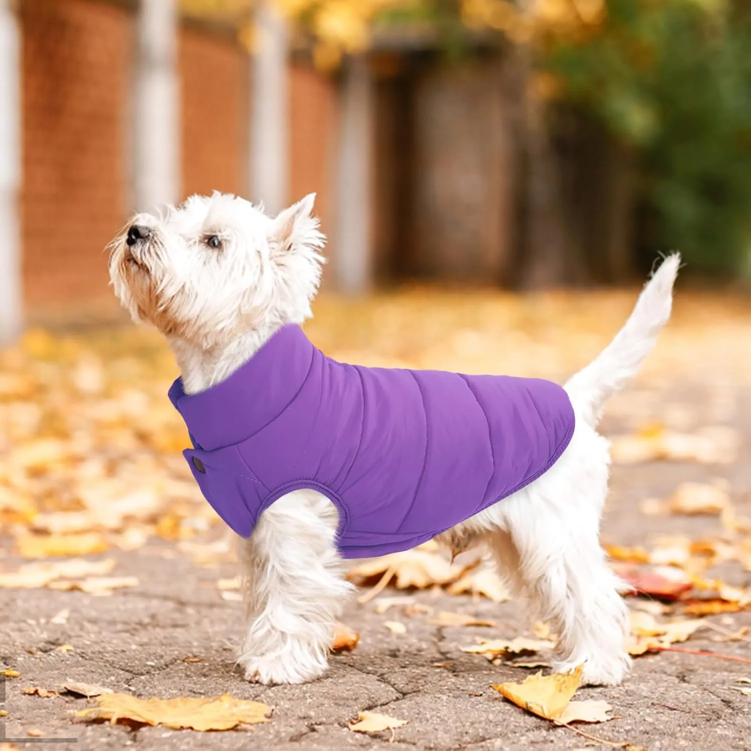 ASENKU Windproof Winter Coat - Waterproof Jacket, Warm Vest for Cold Weather - Pet Apparel With 2 Layers Fleece Lined for Small Medium Large Dogs (Purple, XS)