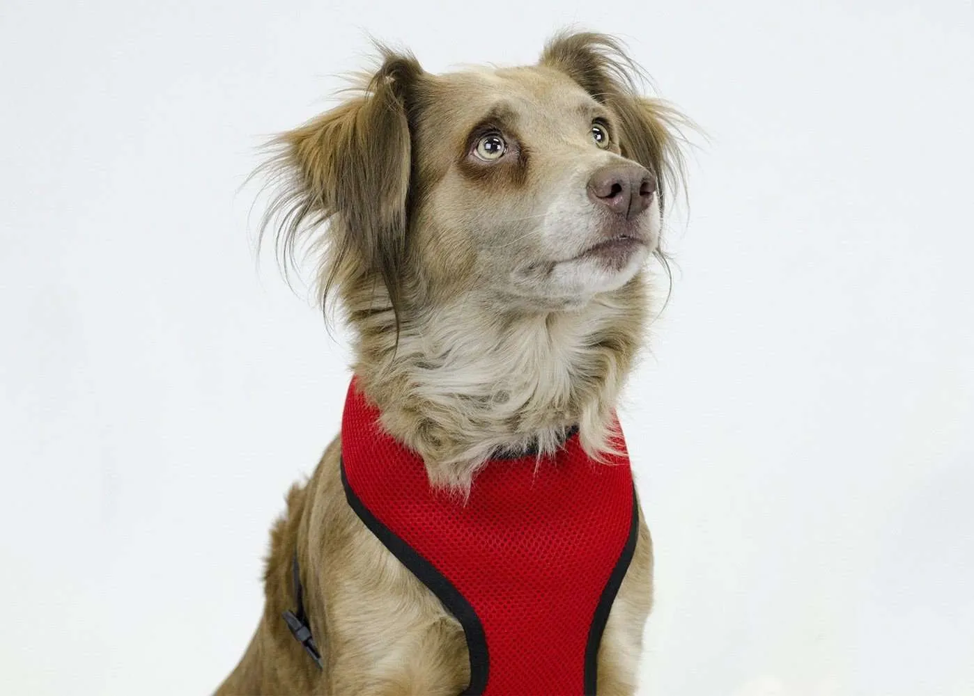 CuteNFuzzy Comfort Mesh Breathable Adjustable Dog Harness Vest with 6 Month Warranty