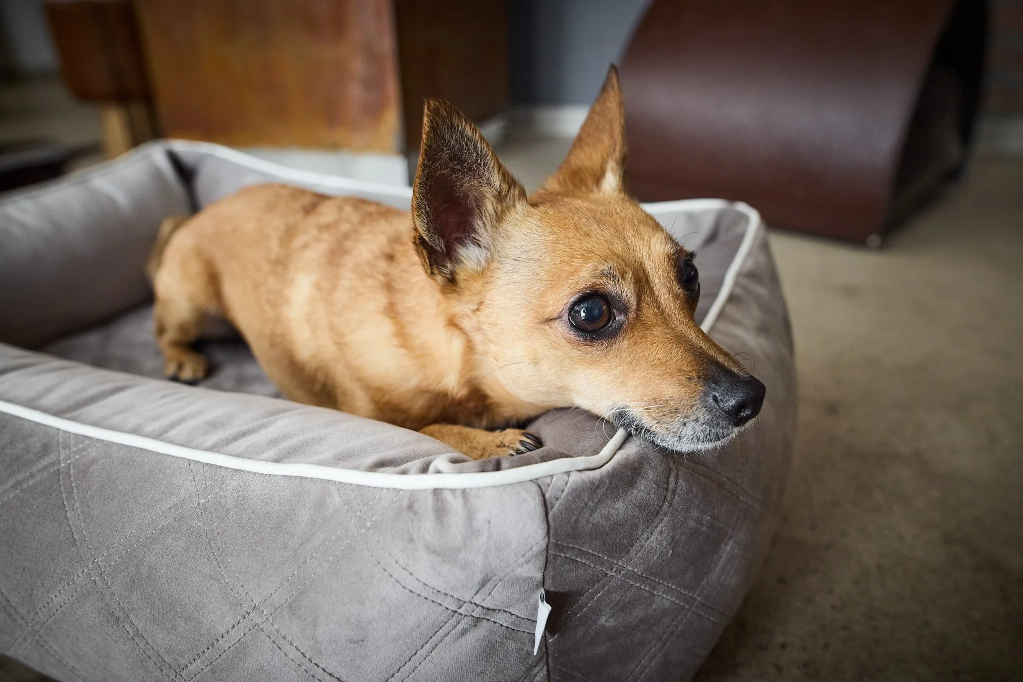 Laboni Orthopaedic Dog Bed Oxford