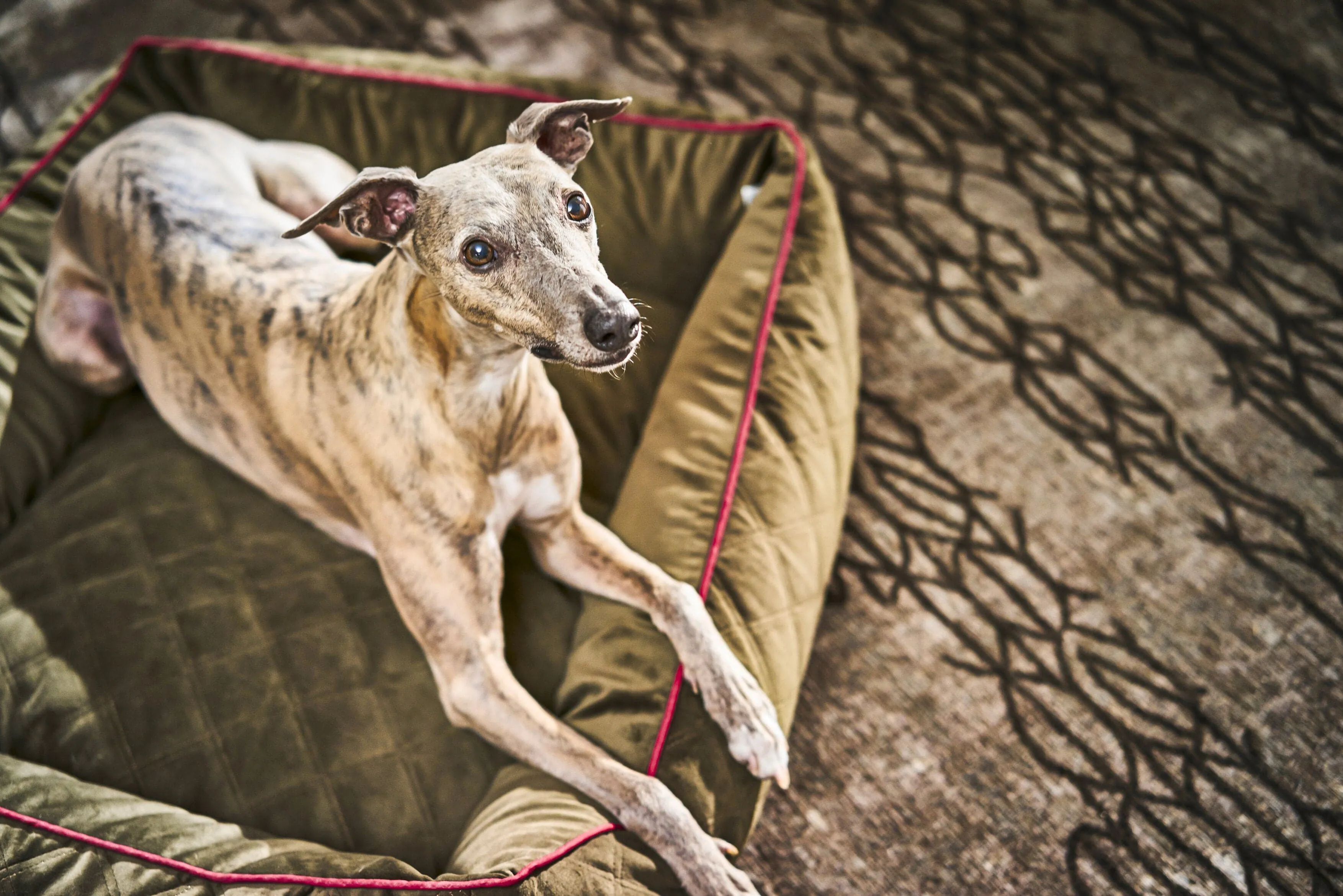 Laboni Orthopaedic Dog Bed Oxford