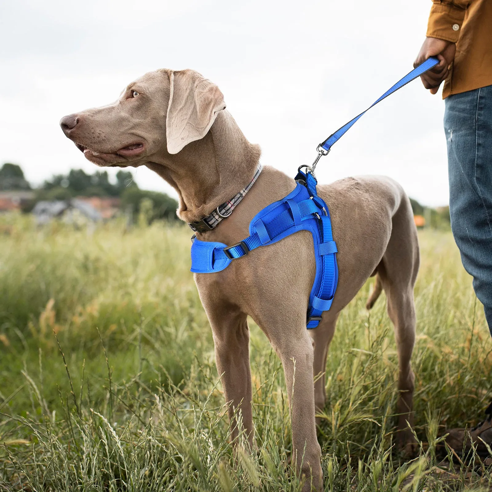 MASBRILL No Pull Dog Harness, Mesh Breathable Padded Dog Vest Harness Step-in No Choke Adjustable Dog Harness for Small Medium Large Dogs - Blue S