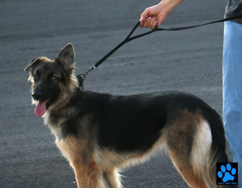 Max and NEO   WE donate A  TO A DOG  every , 