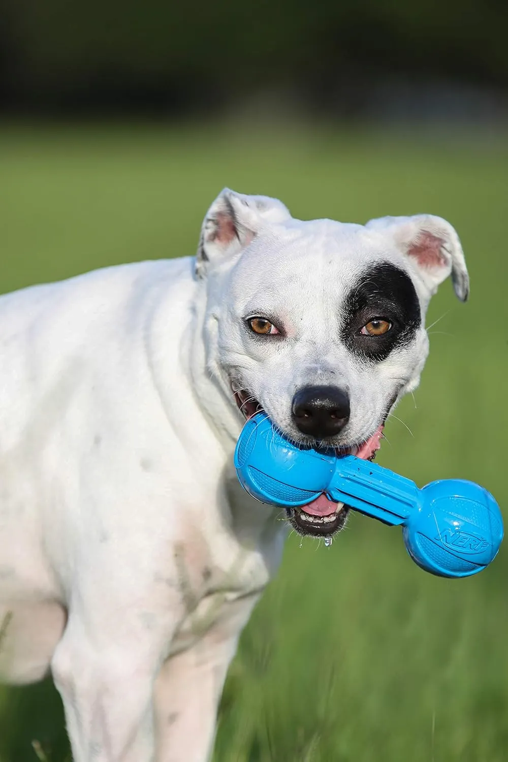 Nerf Dog Rubber Chew Barbell Dog Toy For Aggressive Chewers, Lightweight, Durable and Water Resistant, 7.5 Inches, For Medium/Large Breeds, Single Unit, Blue