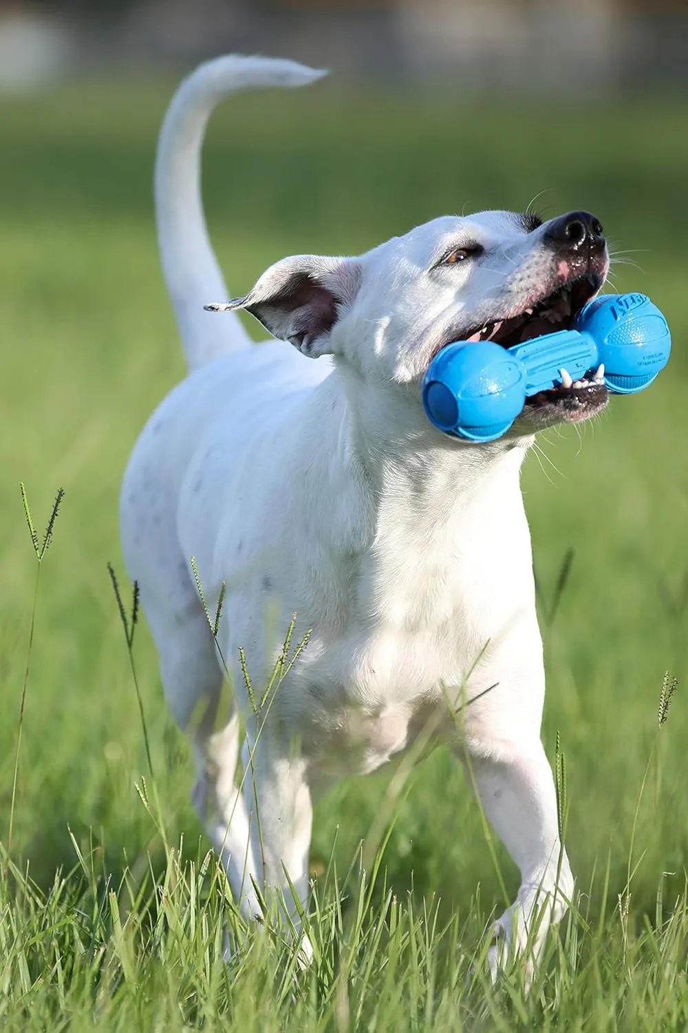 Nerf Dog Rubber Chew Barbell Dog Toy For Aggressive Chewers, Lightweight, Durable and Water Resistant, 7.5 Inches, For Medium/Large Breeds, Single Unit, Blue