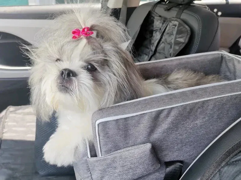 Portable Pet Safety Seat for Cars - Ideal for Small Dogs and Cats