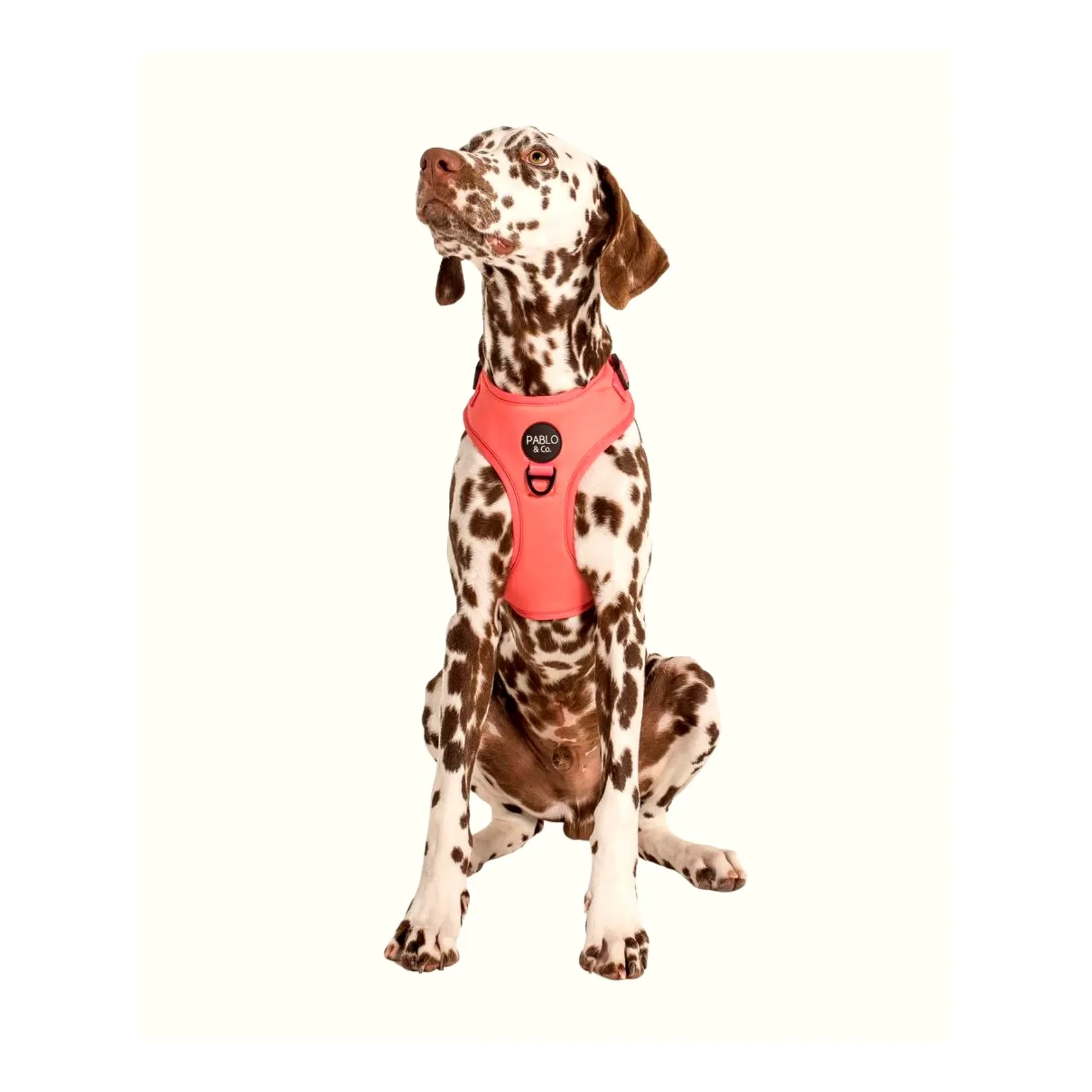 Raspberry Adjustable Dog Harness