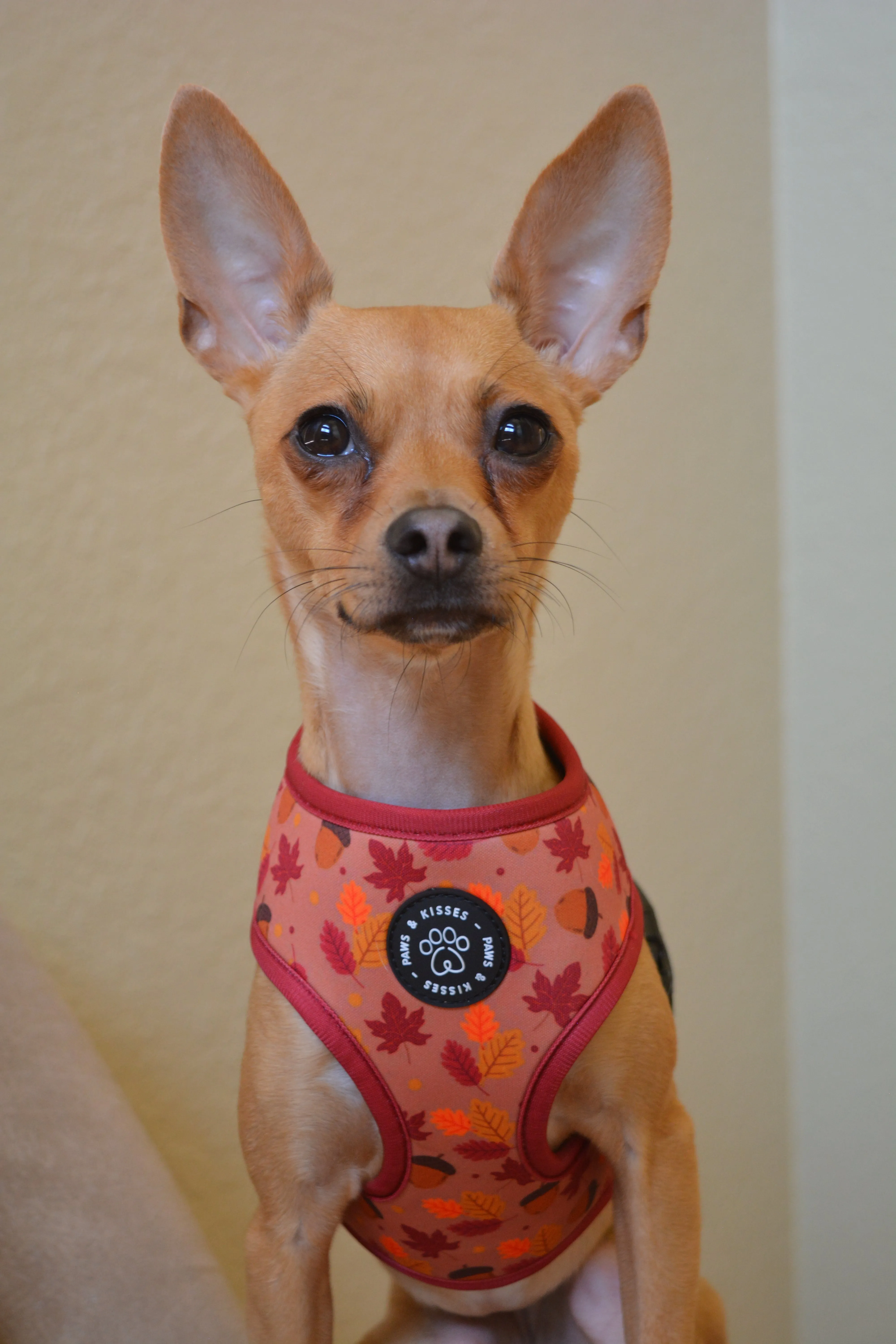 Reversible Harness - Fall Leaves to Christmas Trees