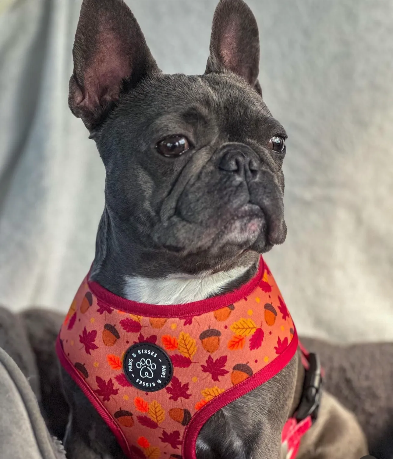 Reversible Harness - Fall Leaves to Christmas Trees