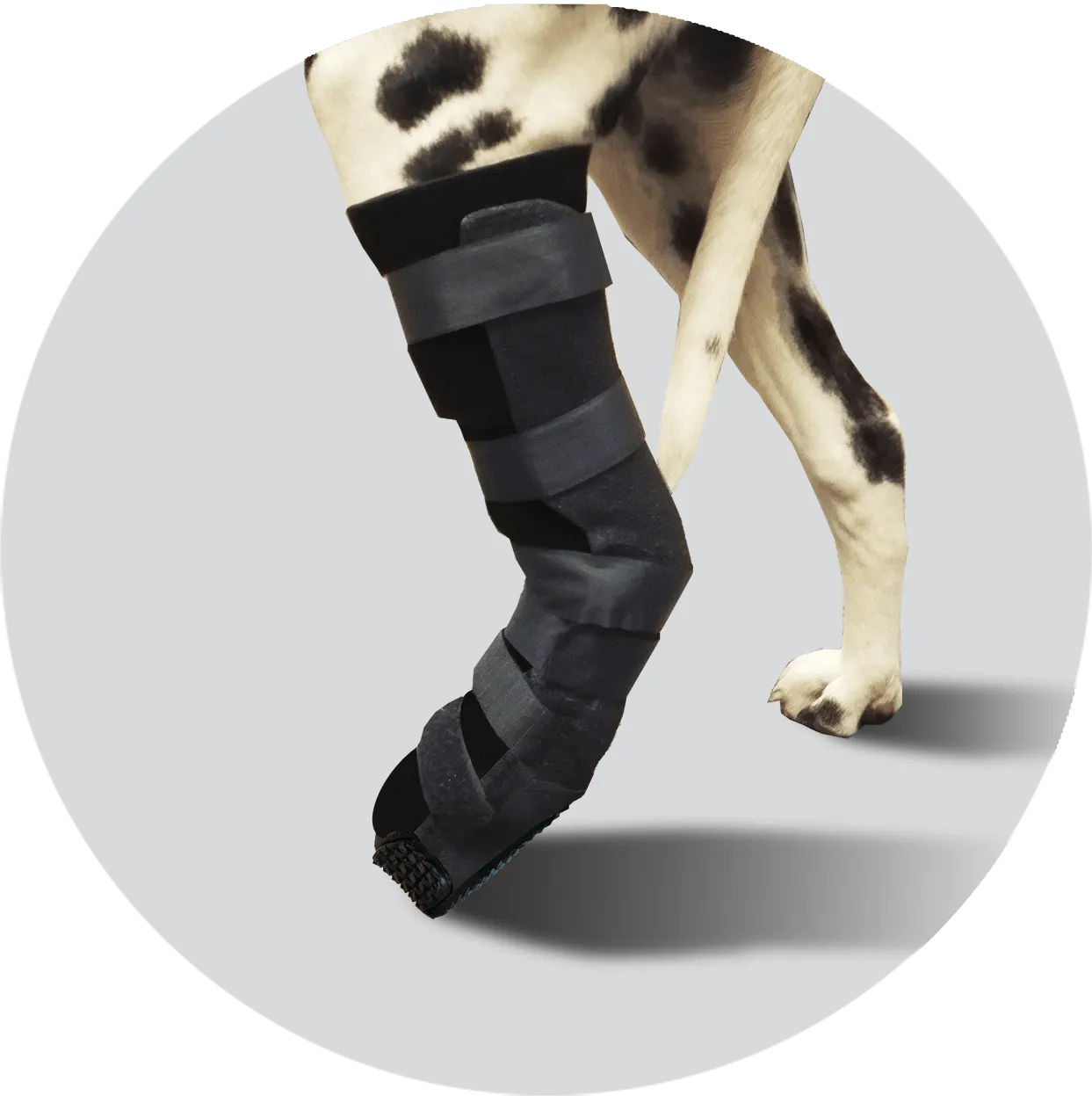 Scandi Orthopedic Tarsal Orthosis with Paw