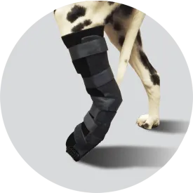 Scandi Orthopedic Tarsal Orthosis with Paw