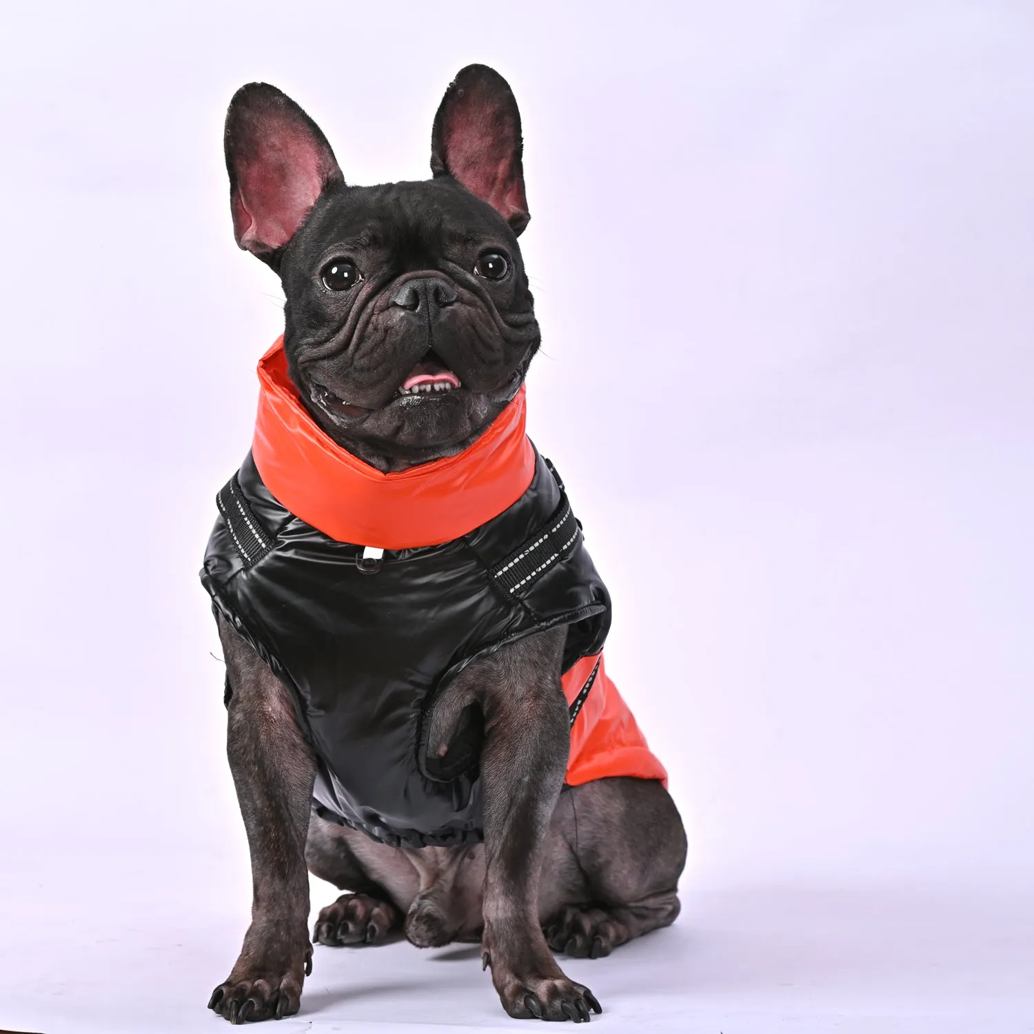 Snowy Snuggles Frenchie Warm Reflective Winter Jacket V1