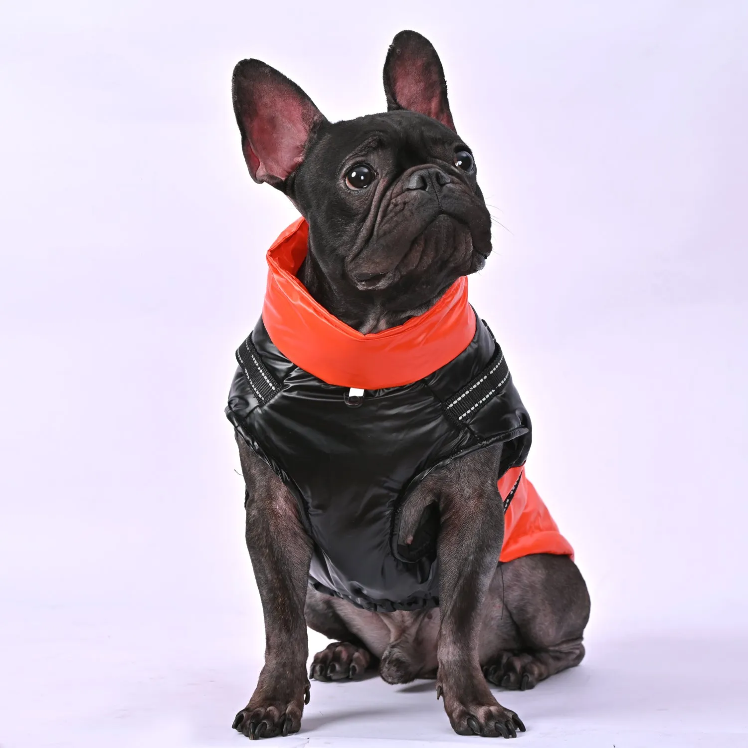 Snowy Snuggles Frenchie Warm Reflective Winter Jacket V1