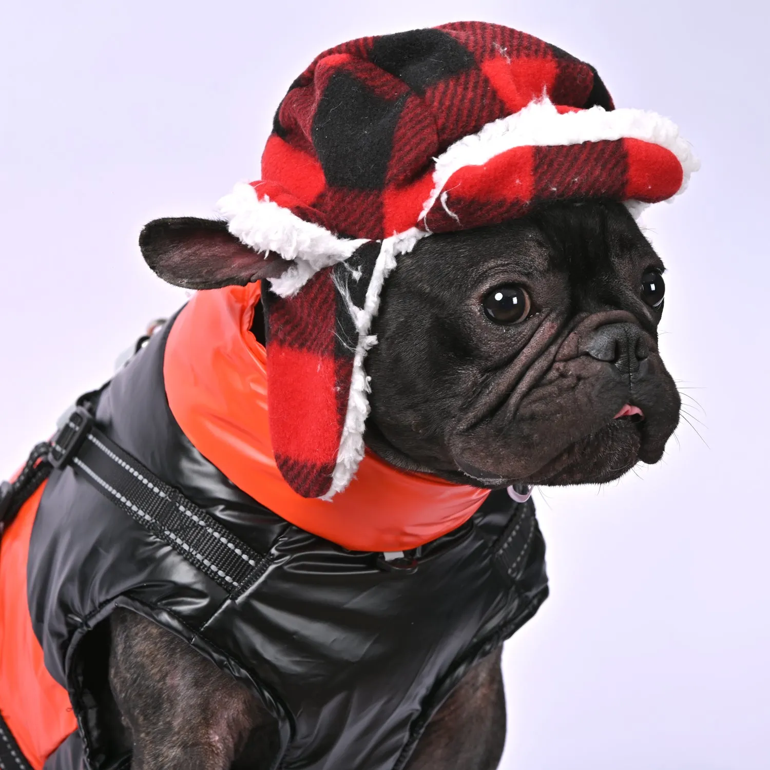 Snowy Snuggles Frenchie Warm Reflective Winter Jacket V1