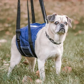 Walkin' Pets - Support Sling for Dogs